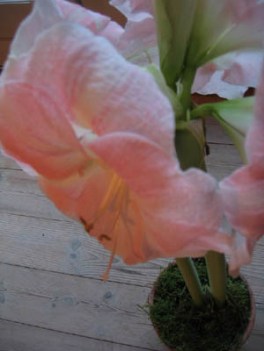 amarylis-1.jpg