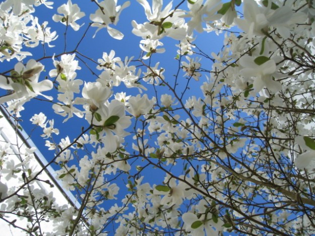 kcsb-magnolia-april-09-008