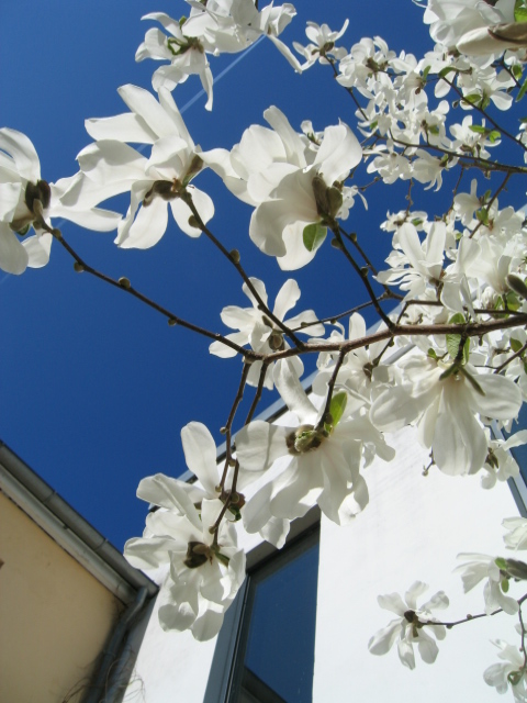 kcsb-magnolia-april-09-014