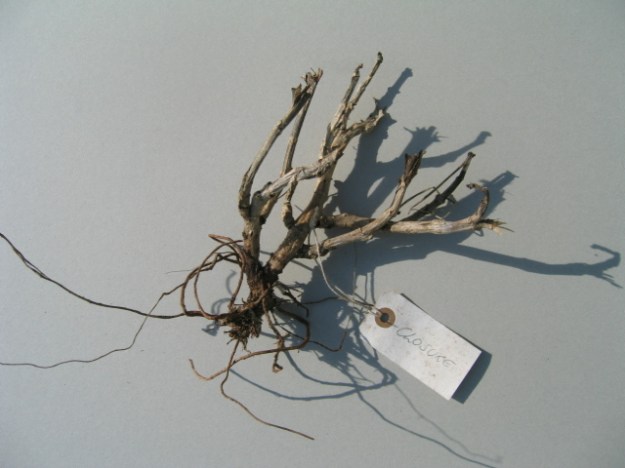 Pulling out the roots 064