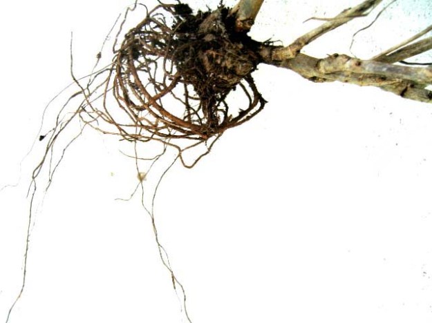 Pulling out the roots 1 Pulling out the roots 1