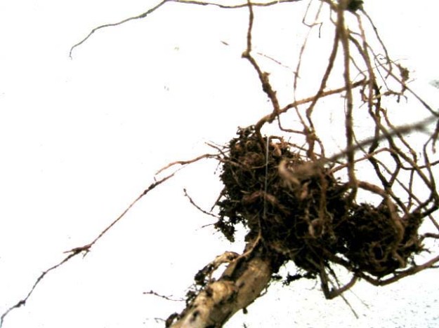 Pulling out the roots 3 Pulling out the roots 3