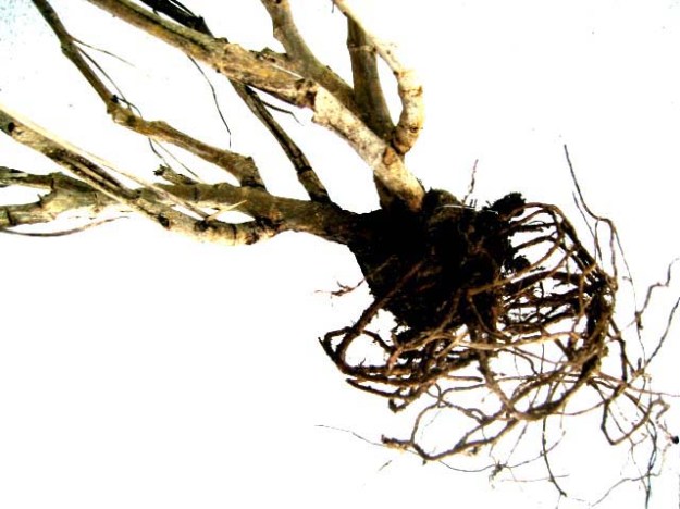 Pulling out the roots 4