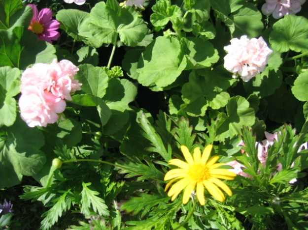 Sommerblomster 2009 010