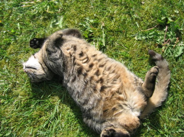 Sommerblomster 2009 023