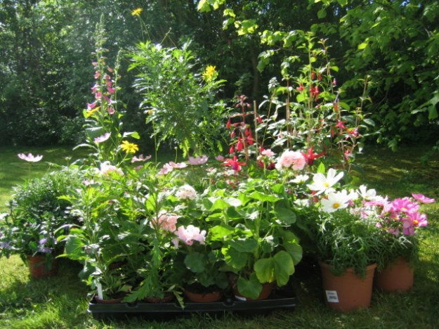 Sommerblomster 2009 027