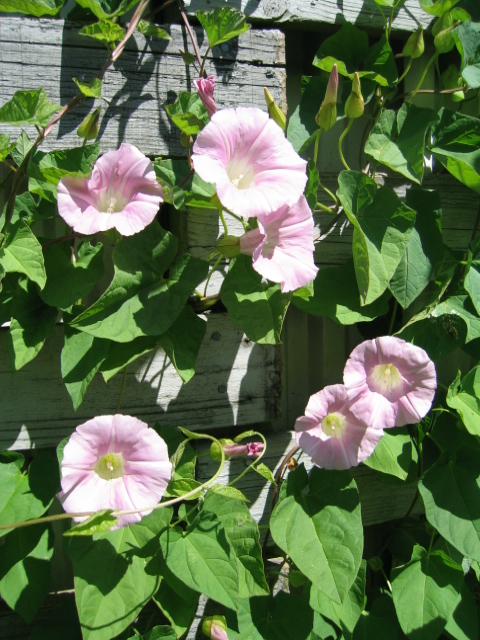 ARTROVERT maj 09 POSEdamer 050