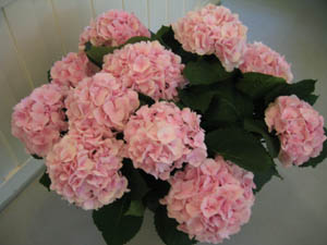 Lis 50 år fødselsdagsfest 019 300