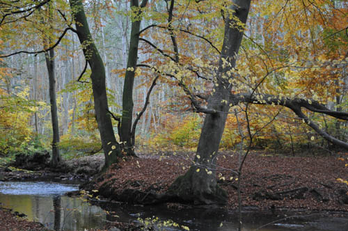 Efterårstur Moesgaard 2009 019 500