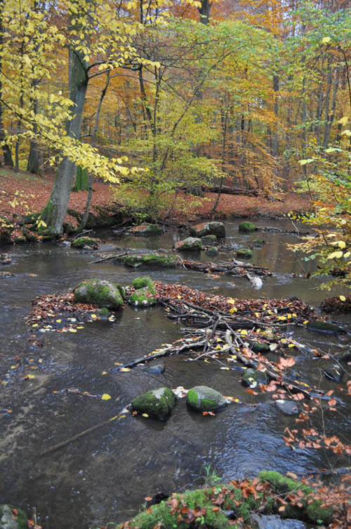 Efterårstur Moesgaard 2009 030 500